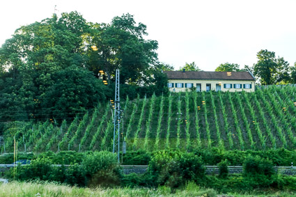 Vineyard on Main River