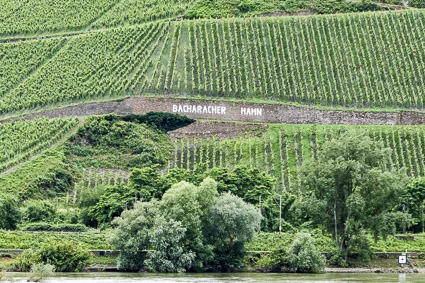 Vineyard near Bacharach