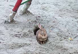 Freiburg Wiehre rabbit photo