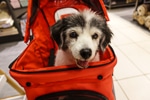 Parisian dog in stroller