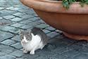 Kitten at Torre Argentina Cat Sanctuary