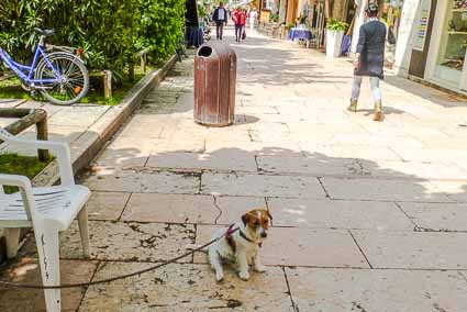 Dog on Lido