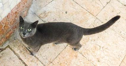 Cat on Gran Viale Santa Maria Elisabetta