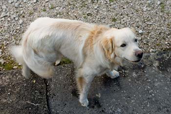 French dog