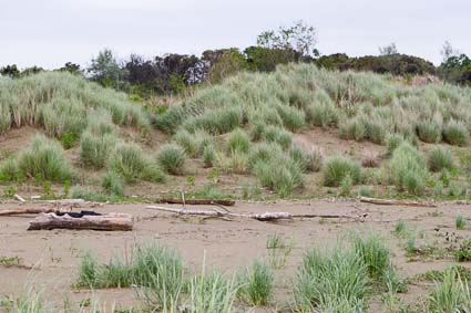 Sand dunes in Alberoni