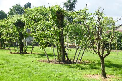 Old-style grapevines at Dominio di Bagnoli