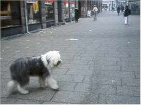 Old English Sheepdog on Str�get