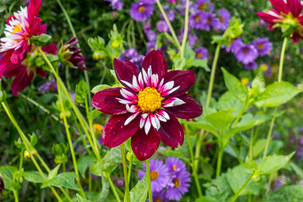 Flowers at Giverny