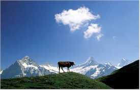 Jungfrau Marathon