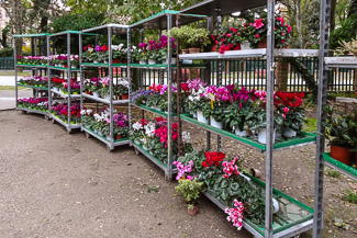 Potted plants at Serra dei Giardini