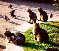 Cats in Royal Gardens, Venice, circa 1995.