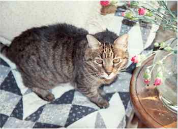 Venice, Italy - Neno the 21-year-old cat