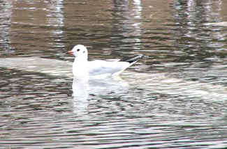 seagull photo